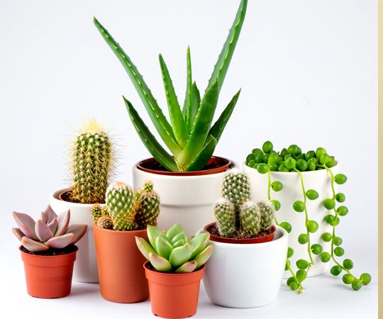 Succulents