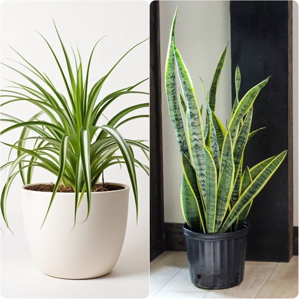 Air Purifying Plants