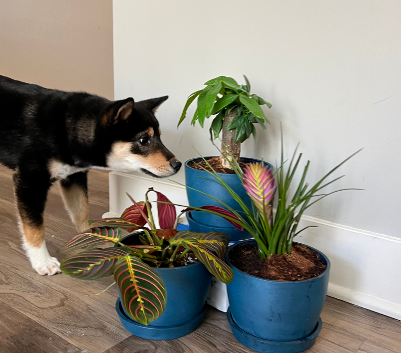 Pet Friendly Plants